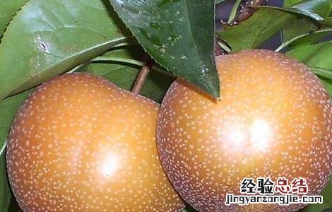 梨的营养价值 梨的营养价值在皮