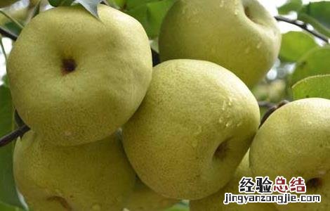 梨的营养价值 梨的营养价值在皮