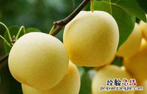 梨的营养价值 梨的营养价值在皮
