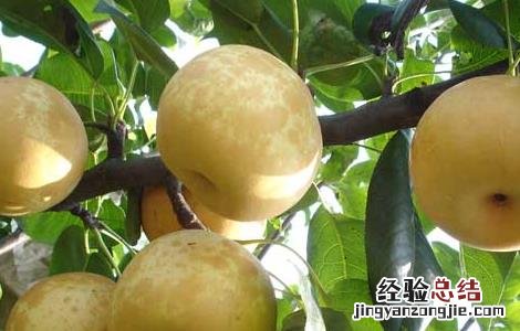 梨的营养价值 梨的营养价值在皮