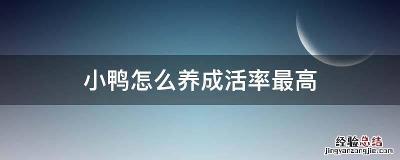 小鸭怎么养成活率最高 怎样养小鸭成活率最高