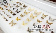 蝴蝶有几对翅膀几条腿几对触角 蝴蝶有几对翅膀