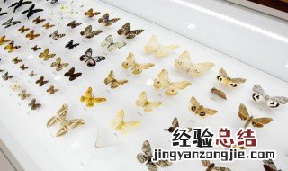 蝴蝶有几对翅膀几条腿几对触角 蝴蝶有几对翅膀