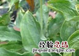 重楼的病虫害防治技术 重楼的养殖方法和病虫害防治