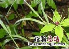 重楼的病虫害防治技术 重楼的养殖方法和病虫害防治