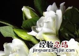 栀子花的养殖方法和病虫害防治 栀子花的养殖方法和病虫害防治技术