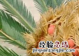 铁树果的作用与功效 铁树果的作用与功效图片