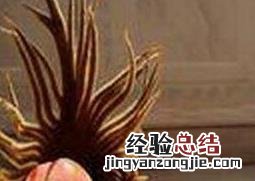 铁树果的作用与功效 铁树果的作用与功效图片