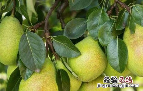 梨的功效与作用 梨的功效与作用吃法大全