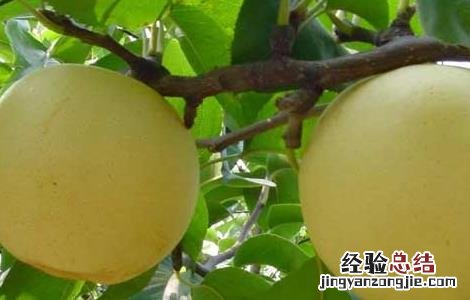 梨的功效与作用 梨的功效与作用吃法大全