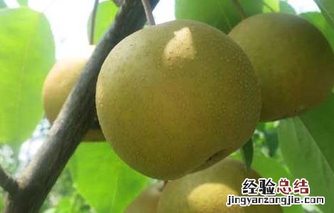 梨的功效与作用 梨的功效与作用吃法大全