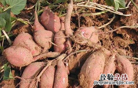 孕妇吃红薯对胎儿好吗 孕妇吃红薯对胎儿好吗有影响吗