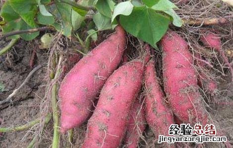孕妇吃红薯对胎儿好吗 孕妇吃红薯对胎儿好吗有影响吗