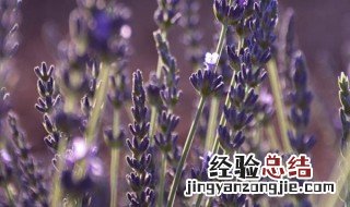 薰衣草种子催芽方法图解 薰衣草种子催芽方法