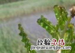 菹草的药用价值与功效作用 荭草的功效与作用