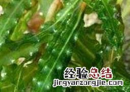 菹草的药用价值与功效作用 荭草的功效与作用