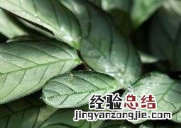花叶竹芋的养殖方法和注意事项 花叶竹芋的种植方法和病虫害防治