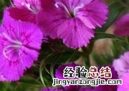 石竹梅图片 石竹 青梅