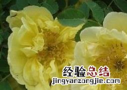 野生黄刺玫的功效与作用