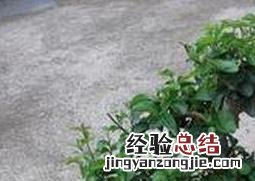 山指甲盆景图片 山指甲盆景图片大全