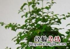 山指甲盆景图片 山指甲盆景图片大全