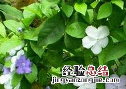 双色茉莉怎么养 双色茉莉怎么养开花多