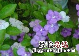 双色茉莉怎么养 双色茉莉怎么养开花多