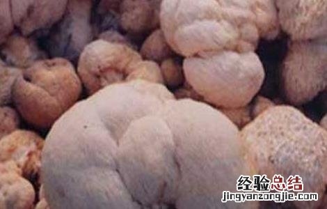猴头菇的营养价值有哪些 猴头菇的营养价值