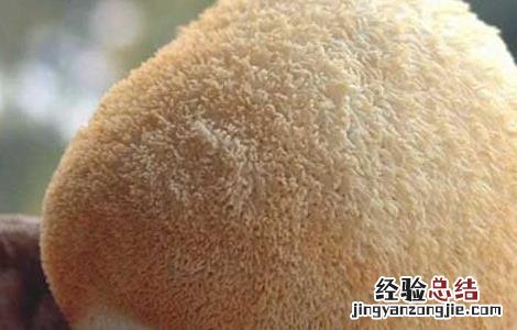猴头菇的营养价值有哪些 猴头菇的营养价值