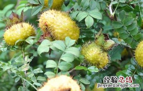 刺梨的营养价值 刺梨的营养价值?