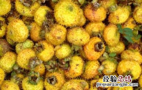 刺梨的营养价值 刺梨的营养价值?