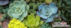 多肉植物适宜什么土壤 多肉植物适合什么土壤种植?