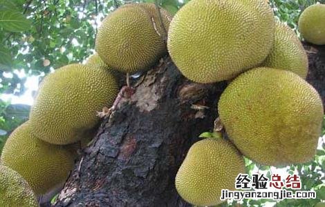 菠萝蜜怎么剥开 菠萝蜜怎么剥开吃