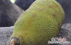 菠萝蜜怎么剥开 菠萝蜜怎么剥开吃
