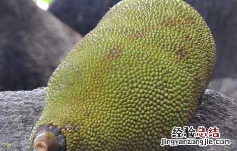 菠萝蜜怎么剥开 菠萝蜜怎么剥开吃