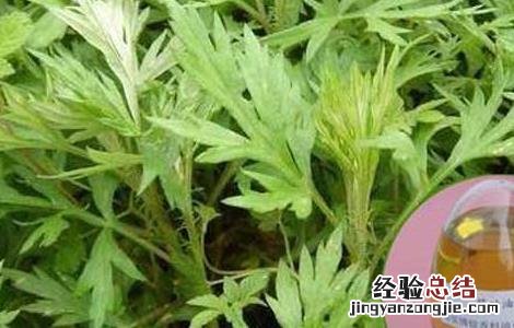 艾叶精油的功效与作用及用法 艾叶精油的功效与作用