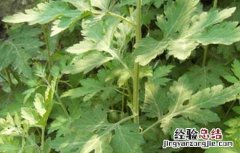 艾叶精油的功效与作用及用法 艾叶精油的功效与作用