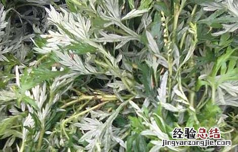 艾叶精油的功效与作用及用法 艾叶精油的功效与作用