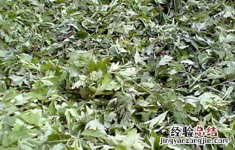 艾叶红花泡脚的好处有哪些 艾叶红花泡脚的好处
