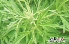艾叶红花泡脚的好处有哪些 艾叶红花泡脚的好处