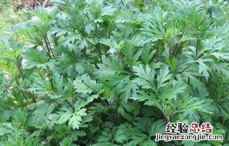 艾叶泡脚可以天天泡吗 艾叶泡脚可以天天泡吗副作用