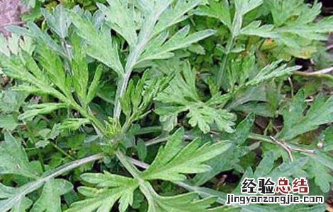 艾叶泡脚可以天天泡吗 艾叶泡脚可以天天泡吗副作用