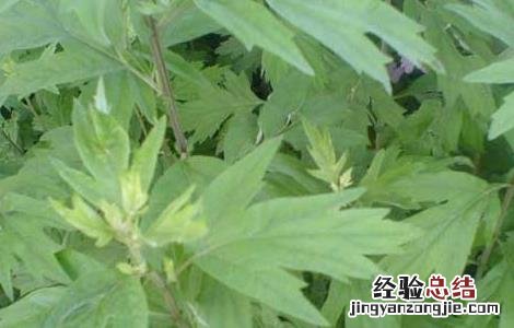 艾叶泡脚可以天天泡吗 艾叶泡脚可以天天泡吗副作用