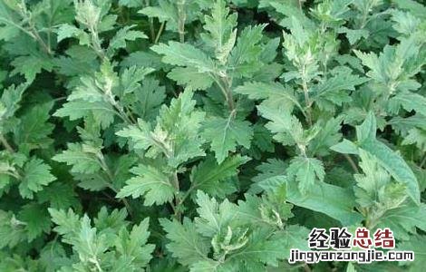 艾叶生姜泡脚的好处 用花椒艾叶生姜泡脚的好处