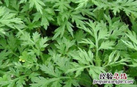 艾叶生姜泡脚的好处 用花椒艾叶生姜泡脚的好处