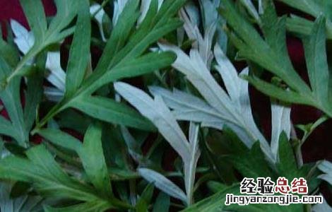 艾叶生姜泡脚的好处 用花椒艾叶生姜泡脚的好处