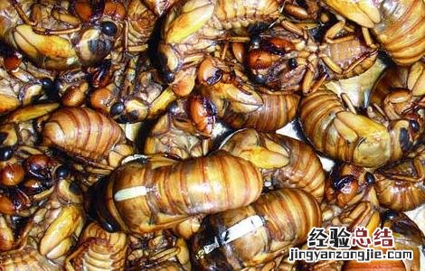 金蝉的营养价值和功效百度百科 金蝉的营养价值