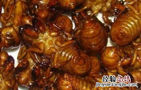 金蝉的营养价值和功效百度百科 金蝉的营养价值