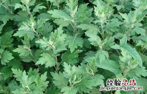 艾叶泡澡有什么好处 艾叶泡澡有什么好处和功效