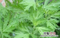 艾叶泡澡有什么好处 艾叶泡澡有什么好处和功效